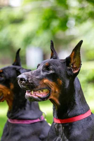 Two black dobermans sitting on the grass — Stock Photo, Image