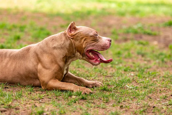 Perro peleando en el parque para dar un paseo, Bull —  Fotos de Stock