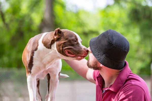 Владелец домашнего животного получает поцелуй от своей собаки, любящей ласковой связи — стоковое фото