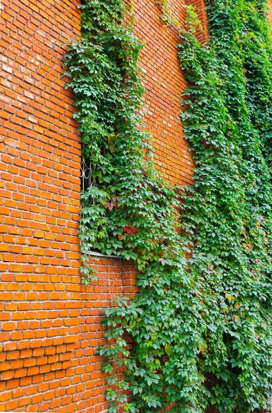 Цегляна стіна і листя винограду — стокове фото
