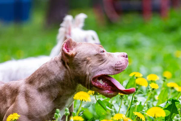 Aranyos barna kutya ülő sárga virágok, a zöld fű a park között. A szabadban. Háttérkép. — Stock Fotó