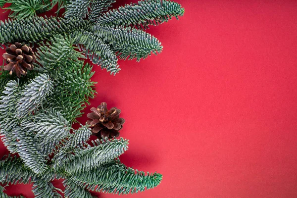 Noel kompozisyon. Christmas kırmızı süslemeler, diken üstünde kırmızı arka plan ile köknar ağacı dalları. Düz yatıyordu, en iyi görünüm, kopya alanı — Stok fotoğraf