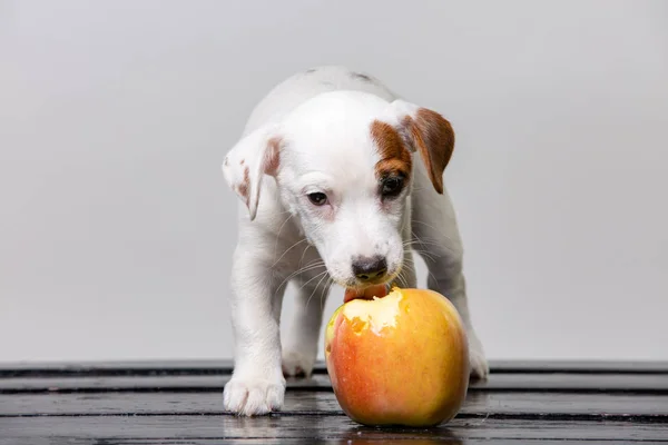Little puppy licks big apple. Beautiful dog tasting the apple.