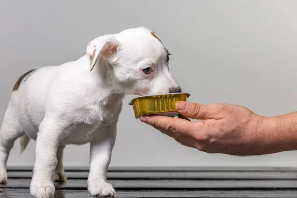 Man feeding Little cute jack russel puppy from the hand on white background — Stock Photo, Image