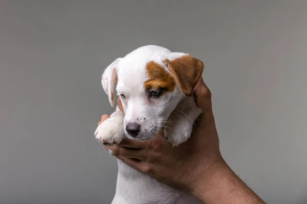 Mand holder sød hvalp Jack Russel i hænderne. - Stock-foto