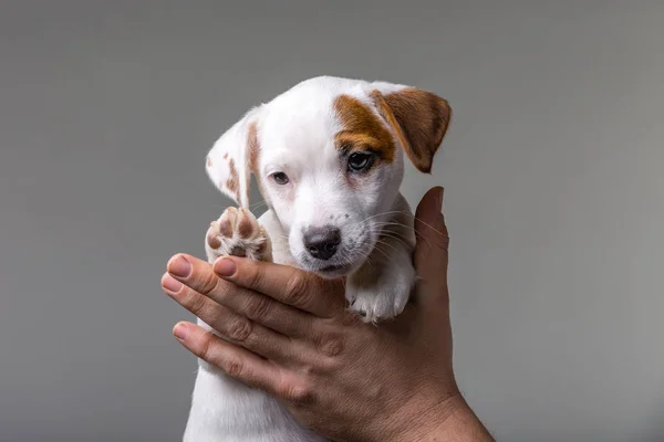 Sevimli köpek yavrusu Jack Russel 'ı elinde tutan adam. — Stok fotoğraf