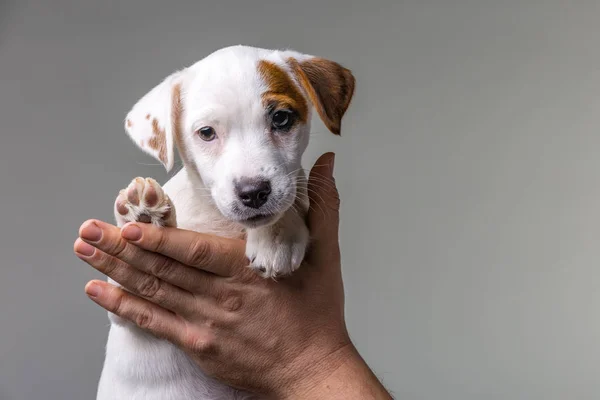 Sevimli köpek yavrusu Jack Russel 'ı elinde tutan adam. — Stok fotoğraf