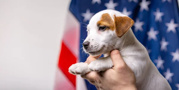Concepto del día de la independencia estadounidense, pequeño cachorro posan frente a la bandera de EE.UU. — Foto de Stock