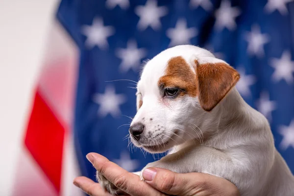 Concepto del día de la independencia americana, lindo gato de cachorro russell terrirer en manos masculinas posan frente a la bandera de EE.UU.. — Foto de Stock