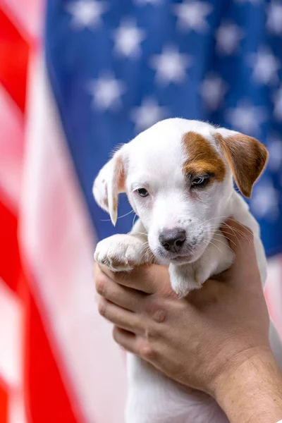 Concepto del día de la independencia americana, lindo gato de cachorro russell terrirer en manos masculinas posan frente a la bandera de EE.UU.. — Foto de Stock