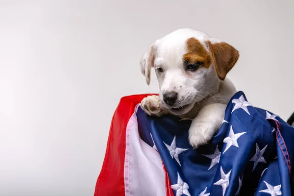 Αμερικανική έννοια ημέρα της ανεξαρτησίας, το χαριτωμένο κουτάβι jack russell terrirer ποζάρουν με σημαία των ΗΠΑ — Φωτογραφία Αρχείου