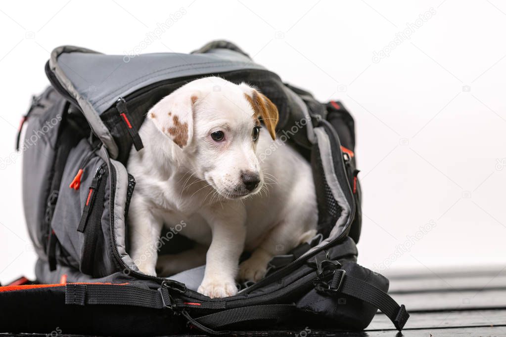 Little cute dog sits in a black bag and looking forward - Jack Russell Terrier