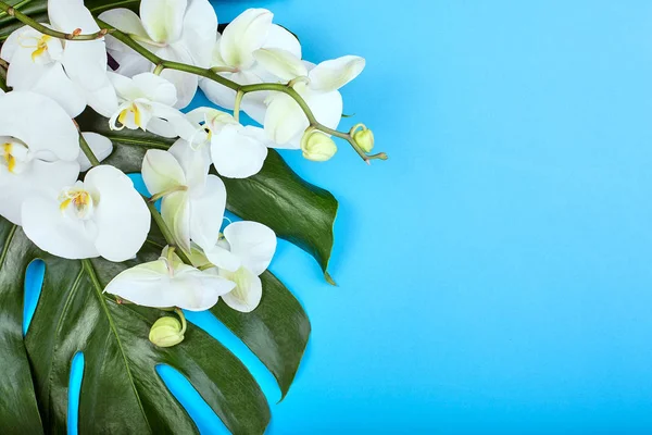 Biała orchidea na tle niebieski tło kwiatów tropikalnych storczyków biały na niebieskim tle. Miejsce — Zdjęcie stockowe