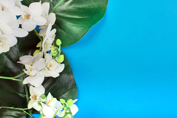 Biała orchidea na tle niebieski tło kwiatów tropikalnych storczyków białe z zieloną tropical pozostawia na niebieskim tle. Miejsce — Zdjęcie stockowe