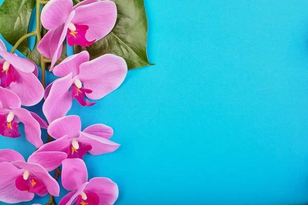 Tle kwiatów tropikalnych storczyków różowe z zieloną tropical pozostawia na niebieskim tle. Miejsce — Zdjęcie stockowe