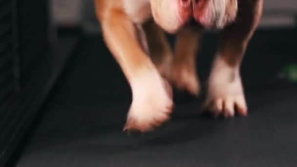Motivación fitness broma divertida. Adult Dog, d corriendo en la cinta haciendo su entrenamiento cardiovascular. Genial mascota inteligente. Imágenes de vídeo — Vídeo de stock