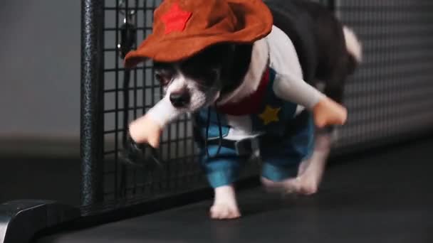 Fitness, motivace vtip. Malý pes oblečený jako kovboj jde na běžícím pásu. Super inteligentní zvíře. Video záznam. pohled zepředu. — Stock video