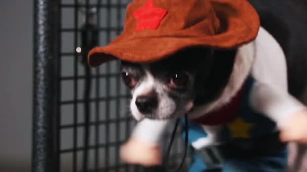 Fitness motivation funny joke. little dog dressed as a cowboy goes on a treadmill. Cool smart pet. Video footage. front view, close up — Stock Video