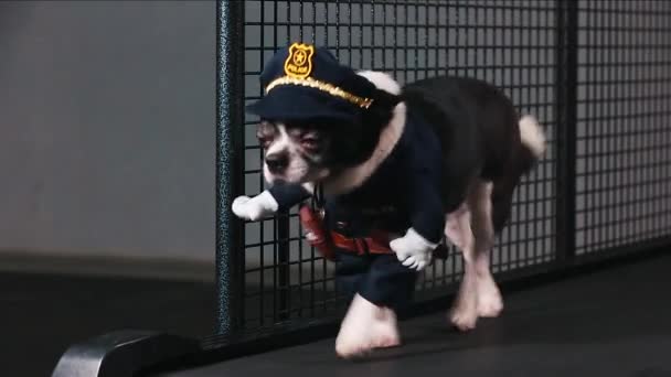 Fitness motivation blague drôle. petit chien habillé comme un policier va sur un tapis roulant. Cool animal intelligent. Des vidéos. vue de face . — Video