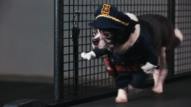 Fitness motivation blague drôle. petit chien habillé comme un policier va sur un tapis roulant. Cool animal intelligent. Des vidéos. vue de face . — Video