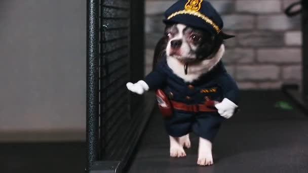 Motivación fitness broma divertida. Un perrito vestido de policía va en una cinta de correr. Genial mascota inteligente. Imágenes de video. vista frontal . — Vídeo de stock