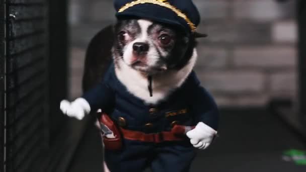 Fitness motivation funny joke. little dog dressed as a policeman goes on a treadmill. Cool smart pet. Video footage. Front view,close up. — Stock Video