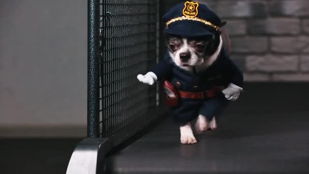 Motivación fitness broma divertida. Un perrito vestido de policía va en una cinta de correr. Genial mascota inteligente. Imágenes de video. vista frontal . — Vídeo de stock