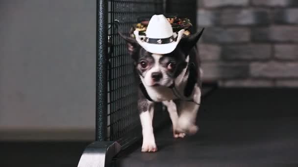 Fitness motivation funny joke. little dog dressed as a tourist goes on a treadmill. Cool smart pet. Video footage. front view. — Stock Video