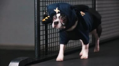 Fitness motivasyon komik bir şaka. küçük köpek bir ninja bir koşu bandı üzerinde gider gibi giyinmiş. Serin akıllı evde beslenen hayvan. Video görüntüleri. Önden Görünüm.