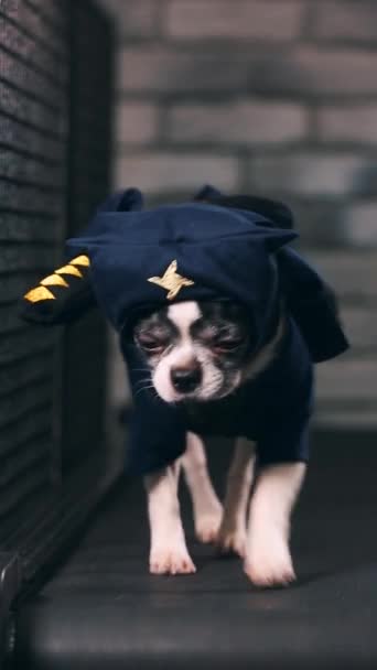 Motivação fitness piada engraçada. O cãozinho vestido de ninja vai numa passadeira. Belo animal de estimação inteligente. Imagens de vídeo. vídeo vertical — Vídeo de Stock