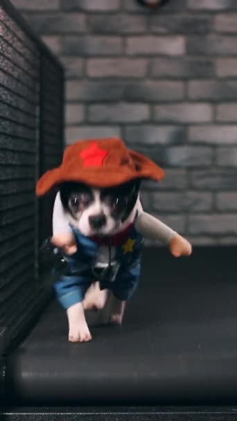 Motivação fitness piada engraçada. O cãozinho vestido de cowboy vai numa passadeira. Belo animal de estimação inteligente. Imagens de vídeo. Vista frontal. vídeo vertical — Vídeo de Stock