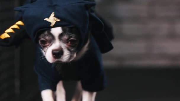 Fitness Motivation lustiger Witz. kleiner Hund als Ninja verkleidet geht auf ein Laufband. cooles intelligentes Haustier. Videoaufnahmen. Frontansicht. — Stockvideo