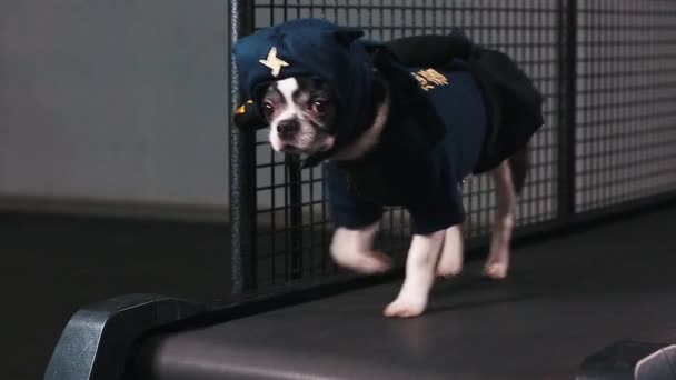 Motivação fitness piada engraçada. O cãozinho vestido de ninja vai numa passadeira. Belo animal de estimação inteligente. Imagens de vídeo. vista frontal . — Vídeo de Stock