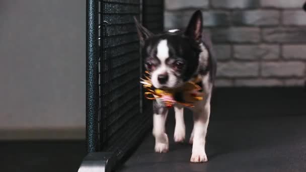 Fitness motivation funny joke. little dog dressed with a beautiful bow goes on a treadmill. Cool smart pet. Video footage. front view. — Stock Video