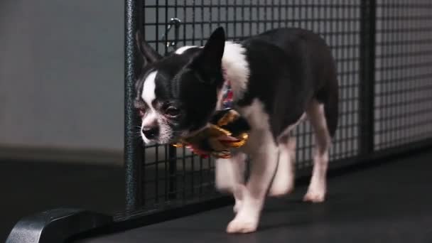 Fitness motivation funny joke. little dog dressed with a beautiful bow goes on a treadmill. Cool smart pet. Video footage. front view. — Stock Video