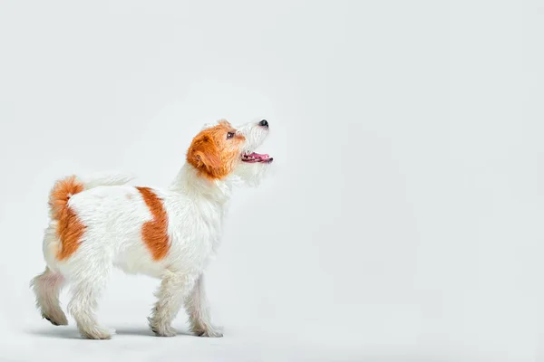 Un perrito en el estudio mirando hacia arriba. Mascota de retrato. Cachorro jack russel terrier — Foto de Stock