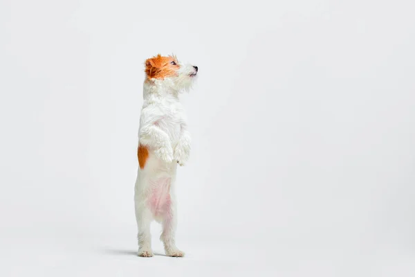 Un perrito en el estudio mirando hacia arriba. Mascota de retrato. Cachorro jack russel terrier — Foto de Stock