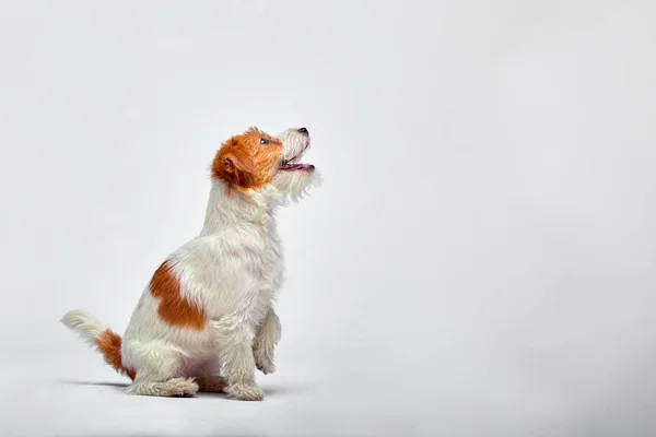 Um cãozinho no estúdio a olhar para cima. Animal de estimação retrato. Filhote de cachorro Jack Russel terrier — Fotografia de Stock