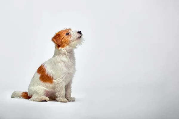 Un perrito en el estudio mirando hacia arriba. Mascota de retrato. Cachorro jack russel terrier — Foto de Stock