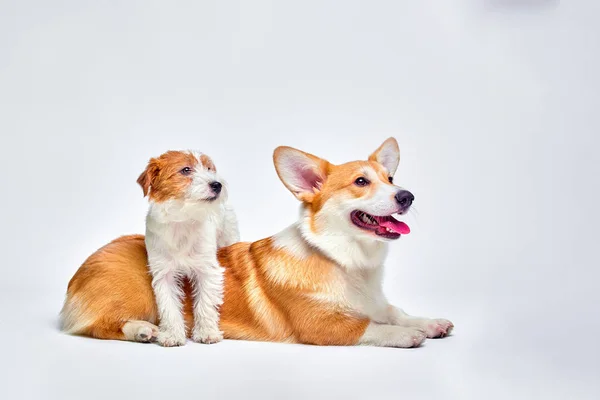 Cães jogar no estúdio em um fundo branco olha para o topo de Jack Russell Terrier e galês Corgi — Fotografia de Stock
