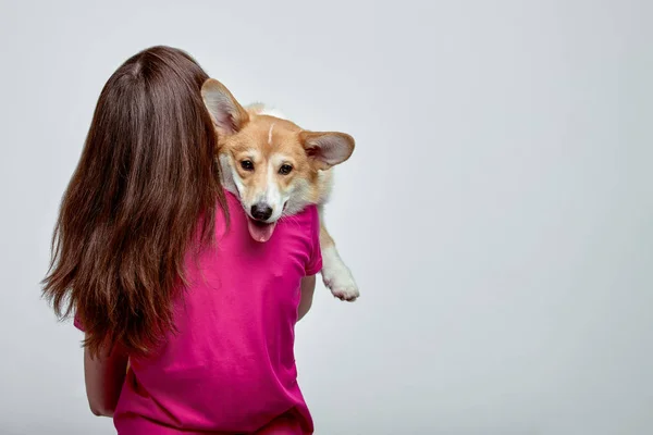 Beautiful girl with a Welsh Corgi on her hands on a gray background, copy space — Stock Photo, Image