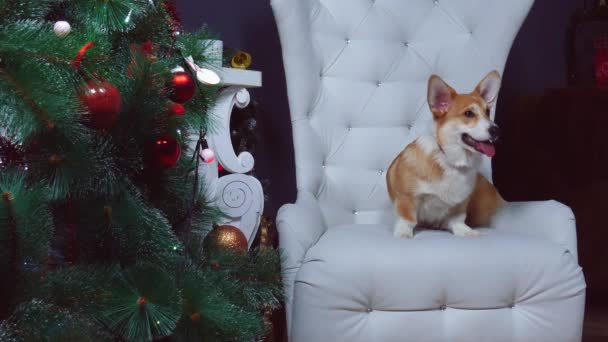 El perro se sienta en una silla junto al árbol de Año Nuevo — Vídeo de stock