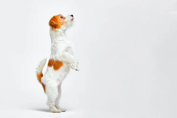 Jack Russell Terrier de pie sobre sus patas traseras sobre un fondo blanco, espacio para copiar — Foto de Stock