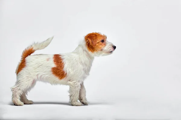 白い背景に、コピー領域のジャック ラッセル テリア子犬 — ストック写真