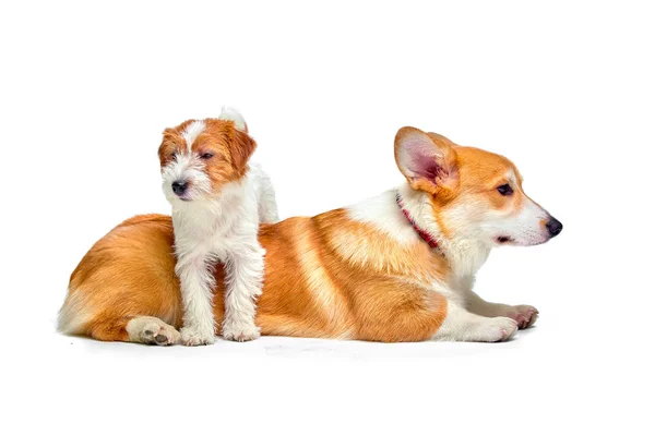 Os cães brincam no estúdio em um fundo branco olha para o topo de Jack Russell Terrier e Welsh Corgi, isolar — Fotografia de Stock