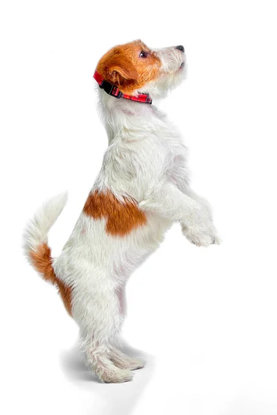 Jack Russell Terrier de pie sobre sus patas traseras sobre un fondo blanco, aislar — Foto de Stock