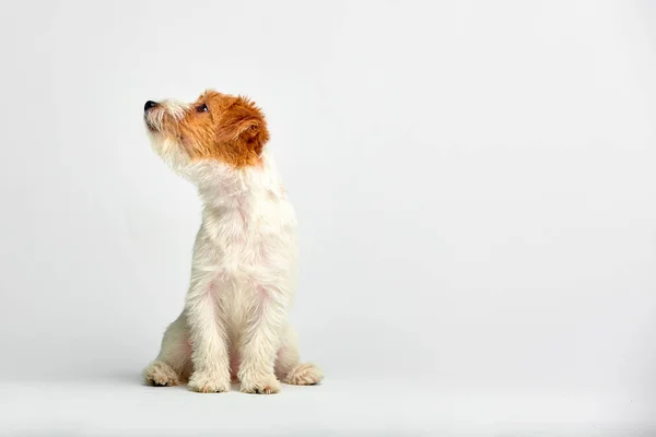 Jack Russell Terrier Puppy Primer plano sobre fondo blanco, espacio de copia. Tiro de estudio — Foto de Stock