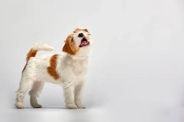 Jack Russell Terrier Puppy Primer plano sobre fondo blanco, espacio de copia. Tiro de estudio — Foto de Stock