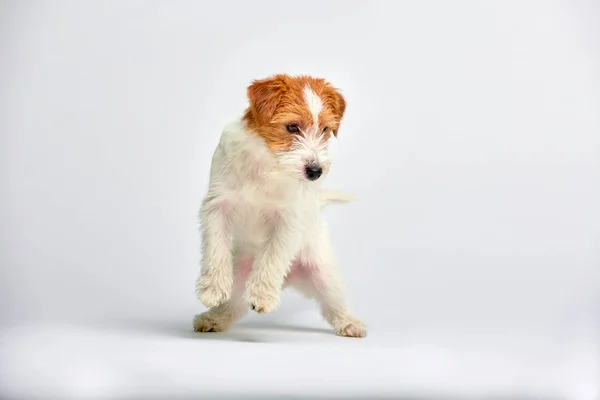 Jack Russell Terrier köpek yavrusu beyaz zemin üzerine, kopya alanı kapatın. Stüdyo vurdu — Stok fotoğraf