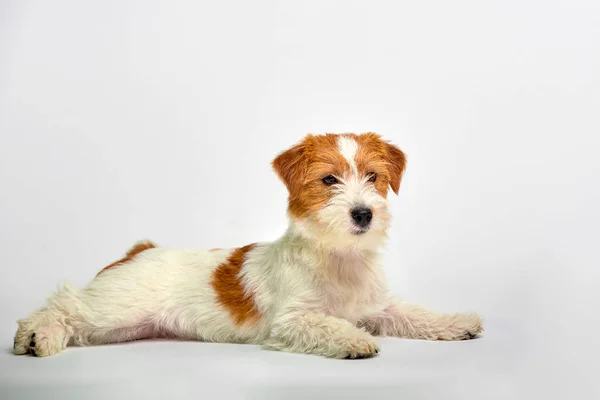 Jack Russell Terrier köpek yavrusu beyaz zemin üzerine, kopya alanı kapatın. Stüdyo vurdu — Stok fotoğraf